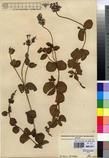 Specimen picture.