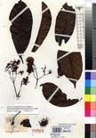Specimen picture.