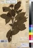 Specimen picture.