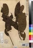 Specimen picture.