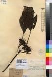 Specimen picture.
