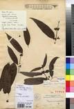 Specimen picture.