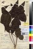 Specimen picture.