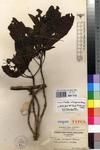 Specimen picture.