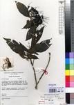 Specimen picture.