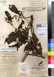 Specimen picture.