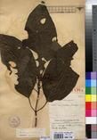 Specimen picture.