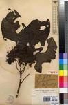 Specimen picture.
