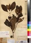 Specimen picture.