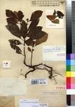 Specimen picture.