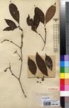 Specimen picture.