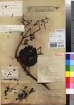 Specimen picture.