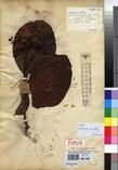 Specimen picture.