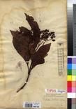 Specimen picture.