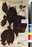 Specimen picture.