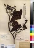 Specimen picture.