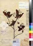 Specimen picture.