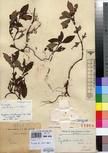 Specimen picture.