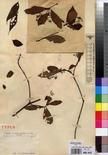 Specimen picture.