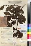 Specimen picture.