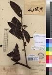 Specimen picture.
