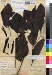 Specimen picture.