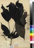 Specimen picture.