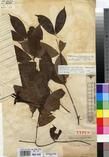 Specimen picture.