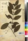 Specimen picture.