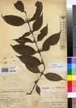 Specimen picture.