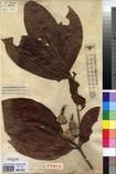 Specimen picture.