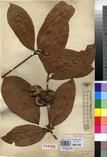 Specimen picture.
