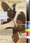 Specimen picture.