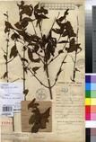 Specimen picture.