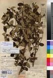 Specimen picture.