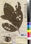 Specimen picture.
