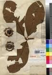 Specimen picture.