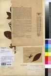 Specimen picture.
