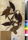 Specimen picture.