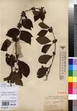 Specimen picture.