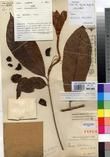 Specimen picture.