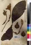 Specimen picture.