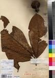 Specimen picture.