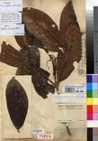 Specimen picture.