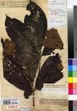 Specimen picture.