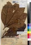Specimen picture.