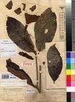Specimen picture.