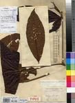 Specimen picture.