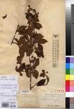 Specimen picture.