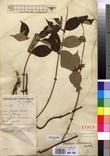 Specimen picture.
